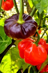 aji splotched5